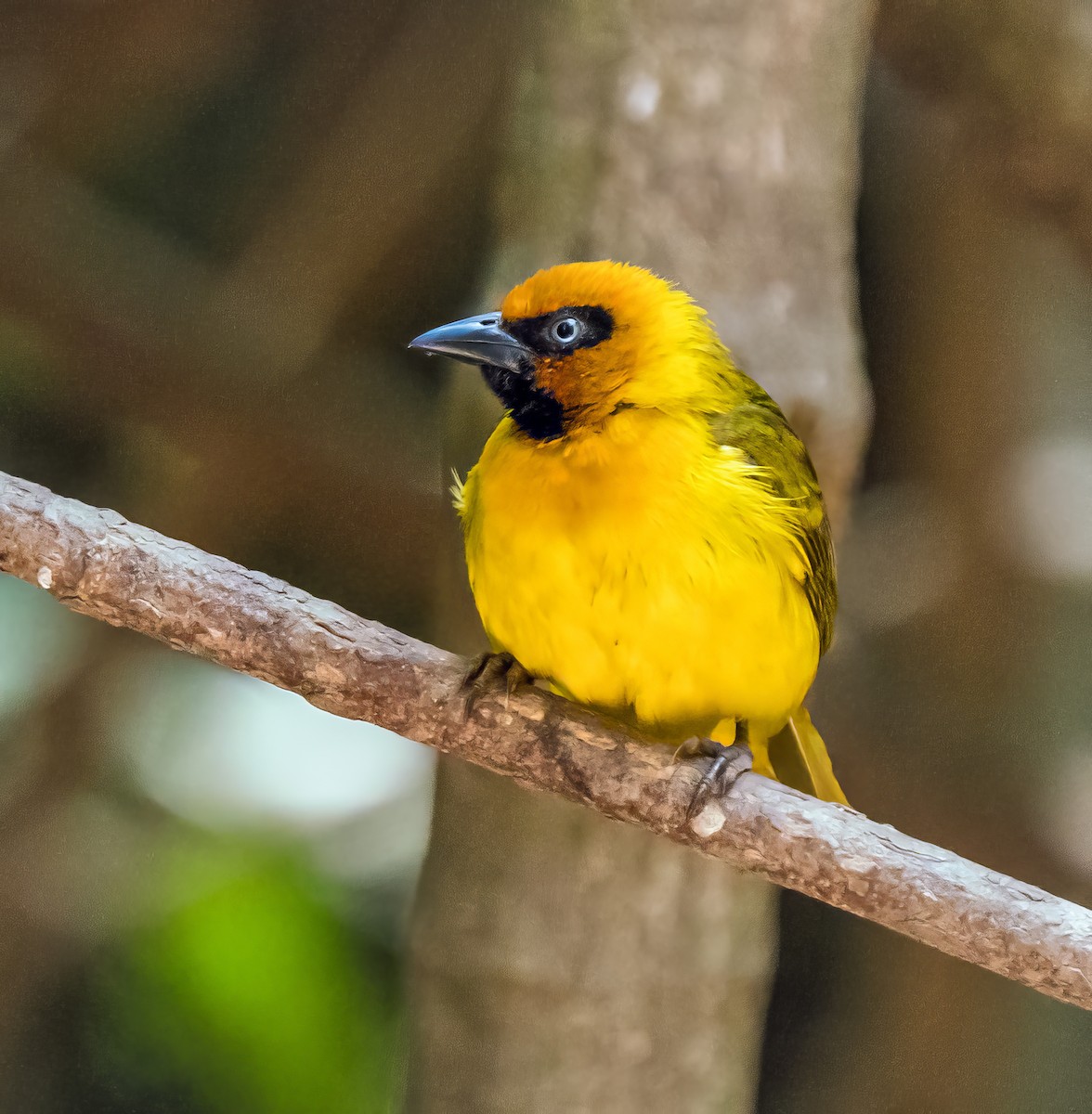 Olive-naped Weaver - Russell Scott