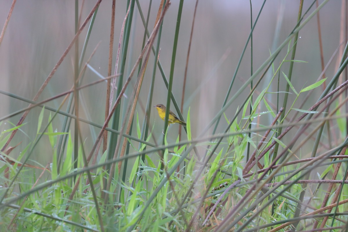 Southern Yellowthroat - Henrique Ressel