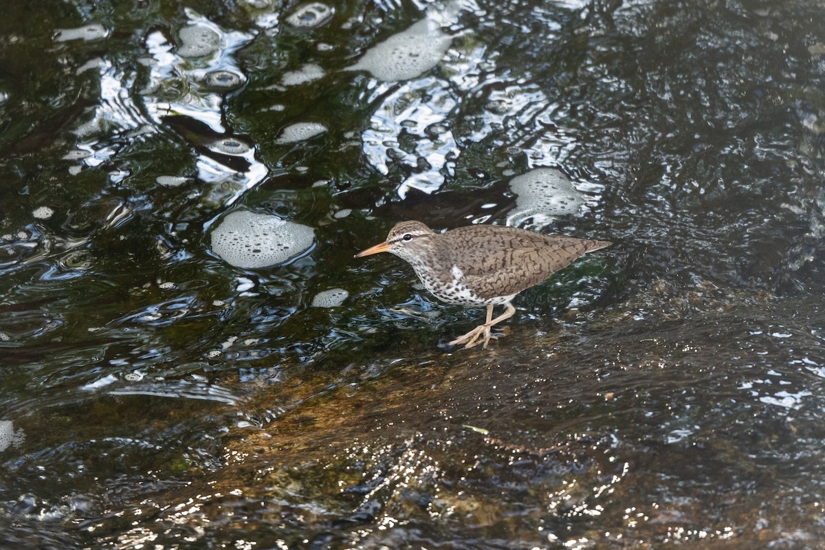 Spotted Sandpiper - Steve Rappaport