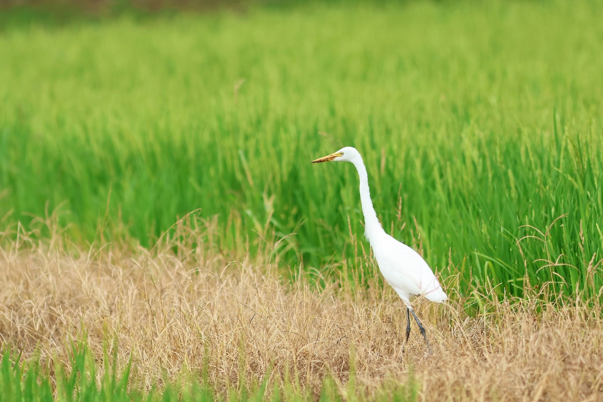 Medium Egret - ML618957082