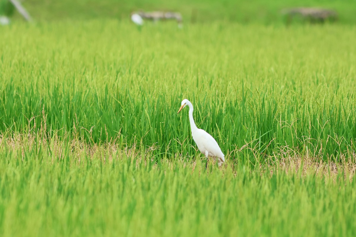 Medium Egret - Jo-Szu [Ross] (若詩) Tsai (蔡)