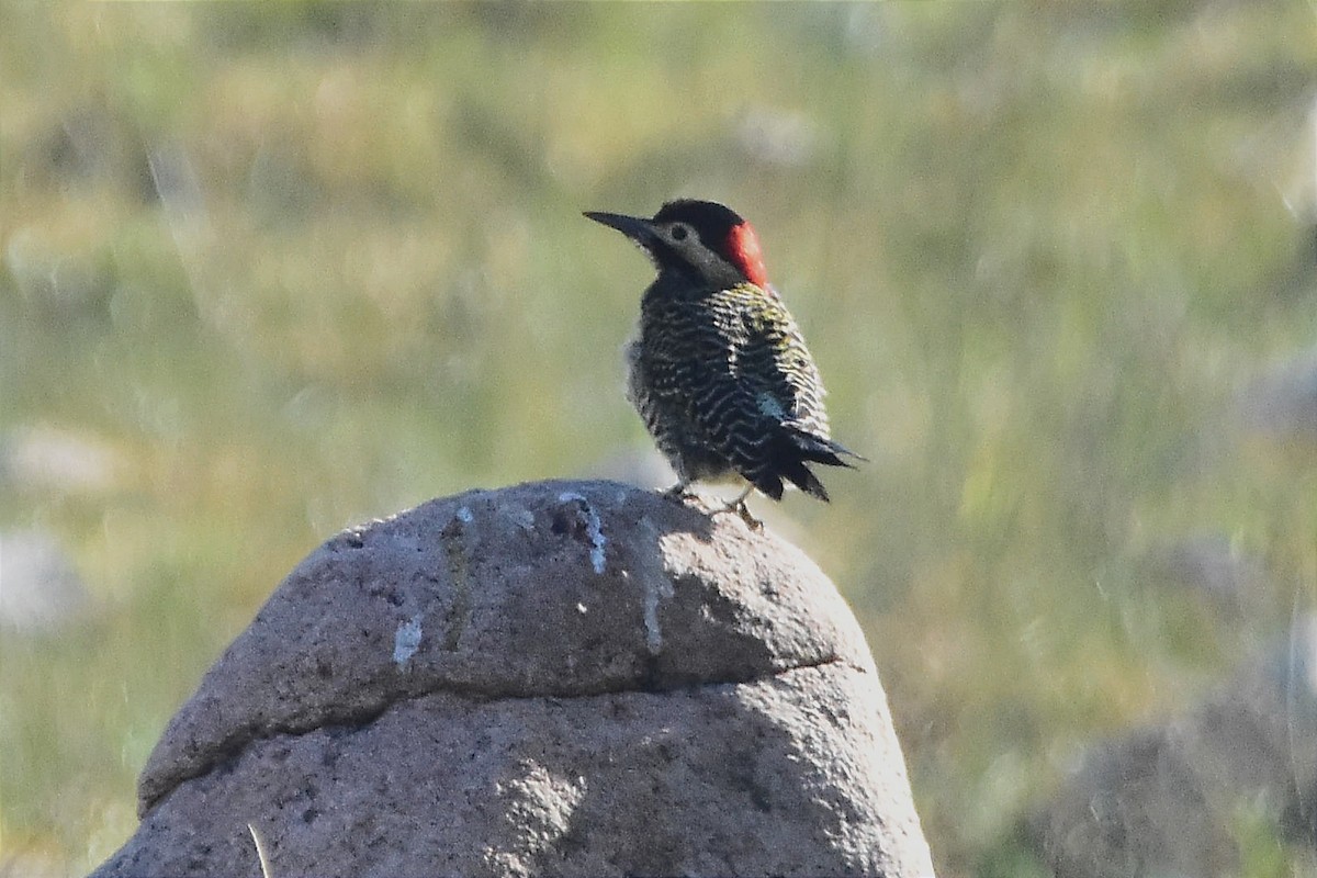 Green-barred Woodpecker - Juan Bardier