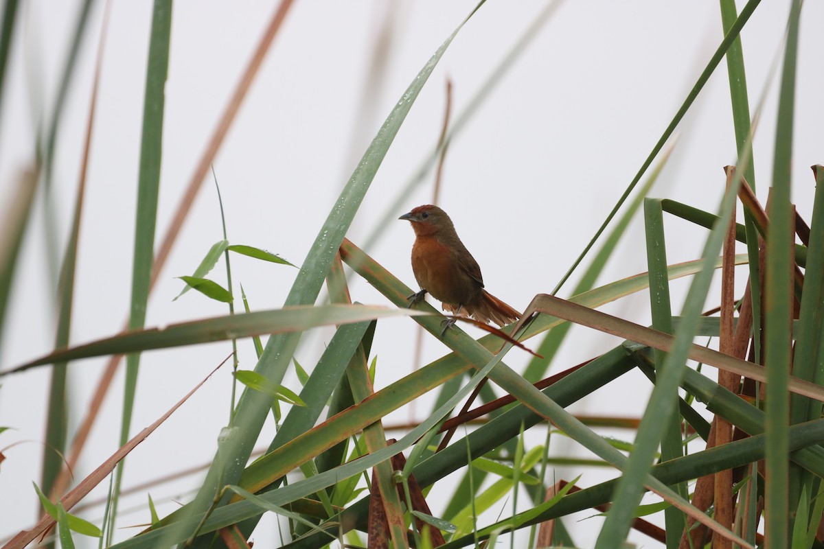 Orange-breasted Thornbird - Henrique Ressel