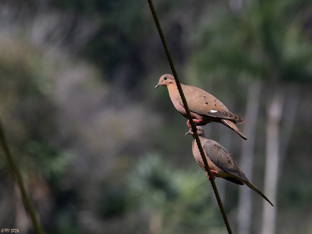 Zenaida Dove - T I