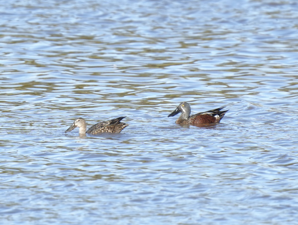 Australasian Shoveler - Matt Hughes