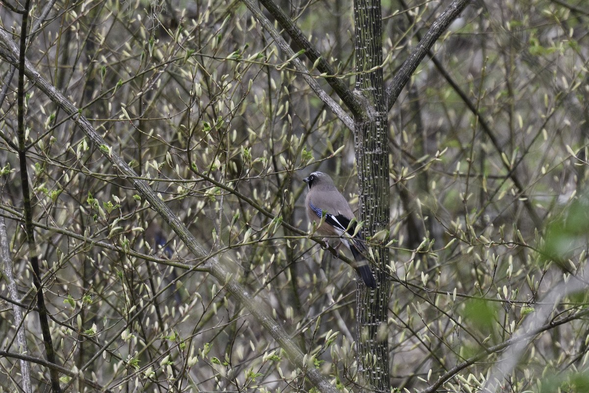 Eurasian Jay - ML618957131