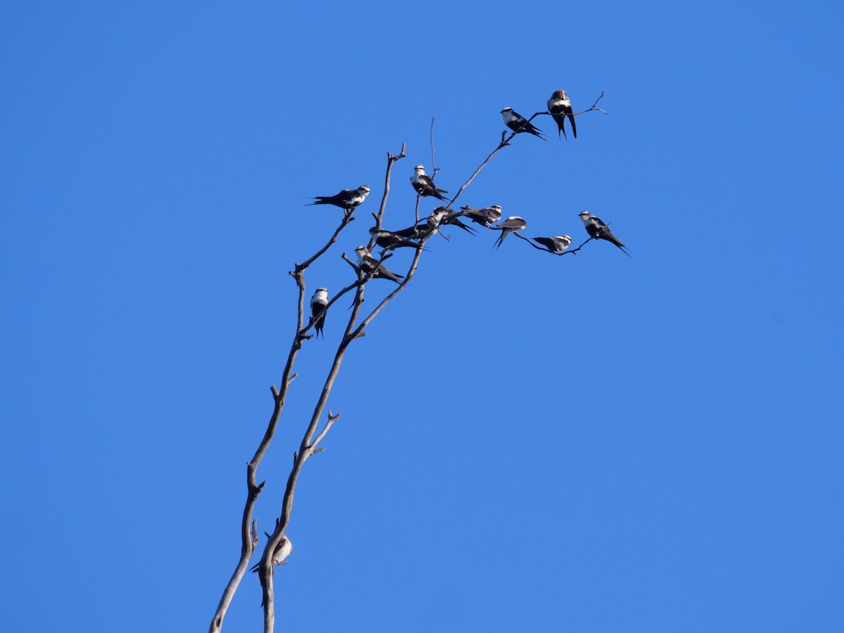 White-backed Swallow - Frank Coman