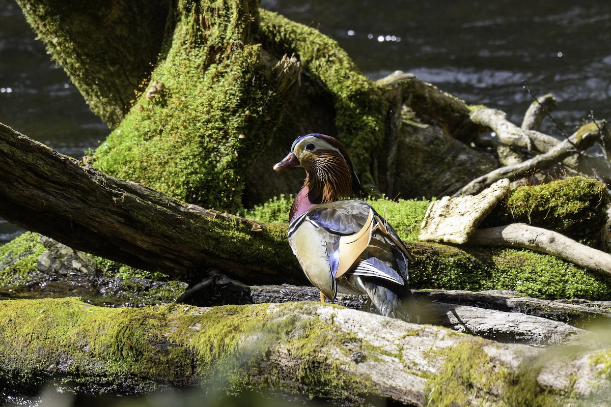 Mandarin Duck - ML618957178