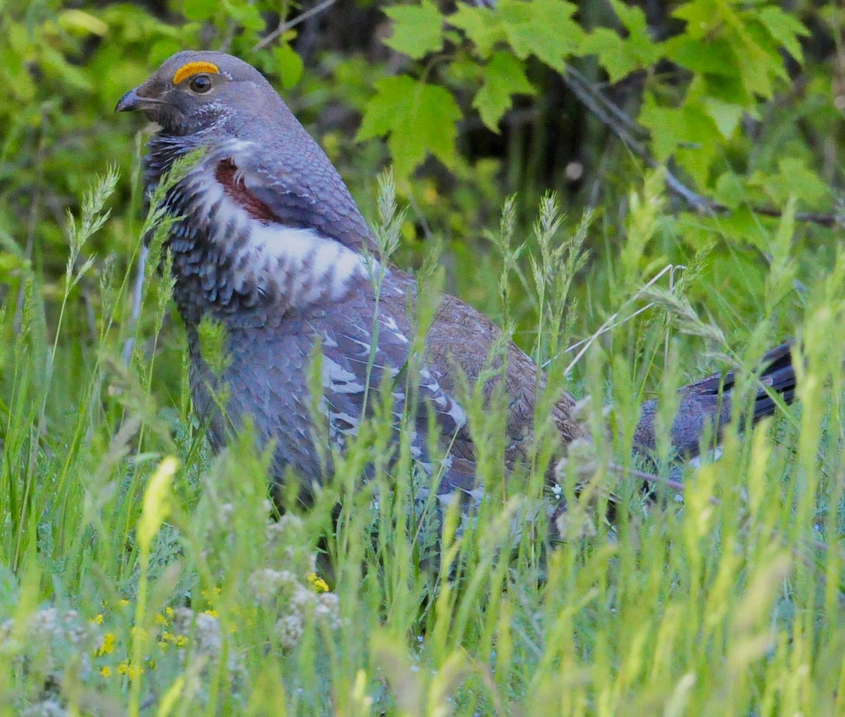 Dusky Grouse - ML618957232