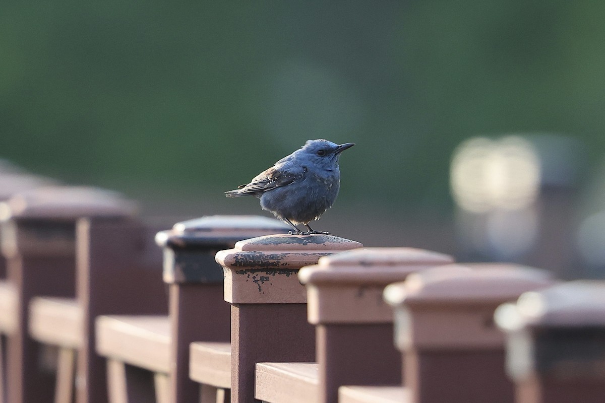 Blue Rock-Thrush (pandoo) - ML618957234