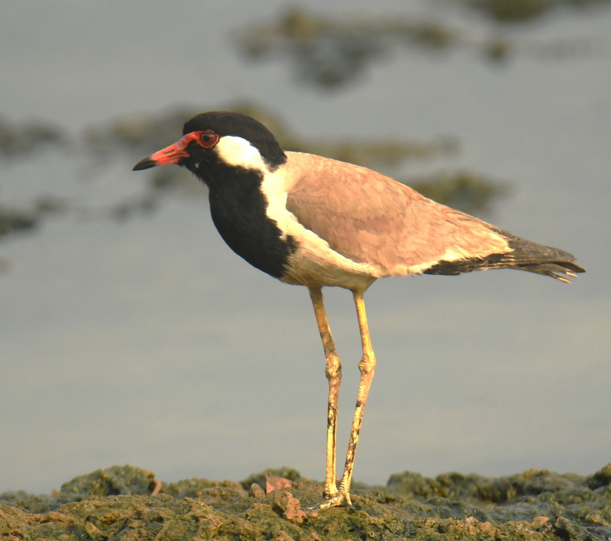 Red-wattled Lapwing - ML618957253