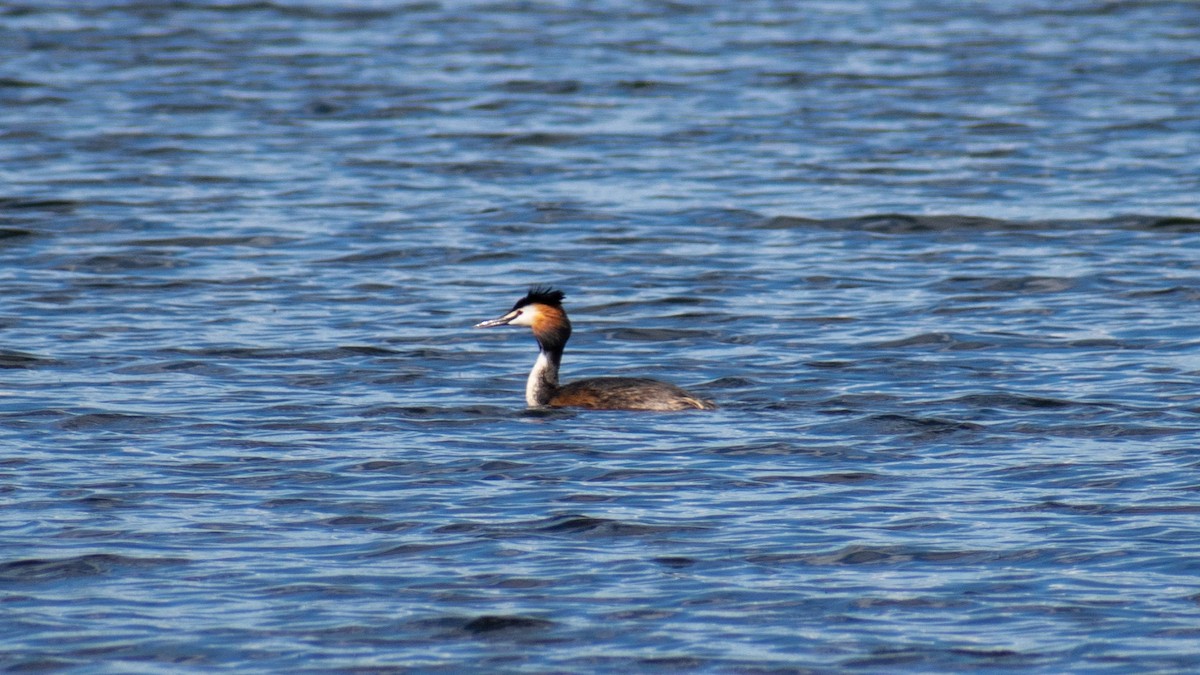 Great Crested Grebe - Olga Kozlova