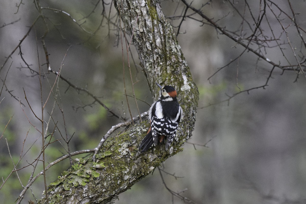 Great Spotted Woodpecker - Takayuki Sakuma