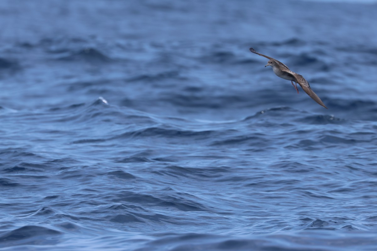 Wedge-tailed Shearwater - Chi-Hsuan Shao