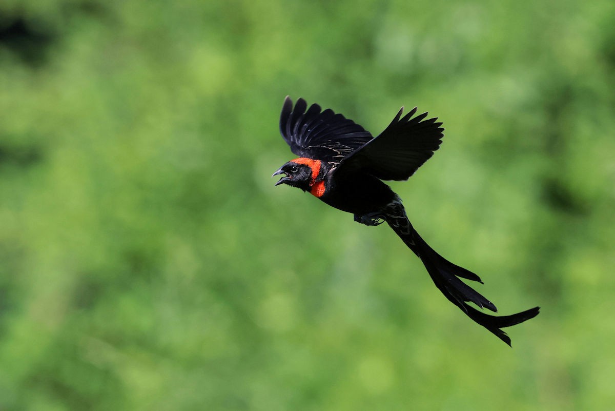 Red-cowled Widowbird - Kevin Hoatzin