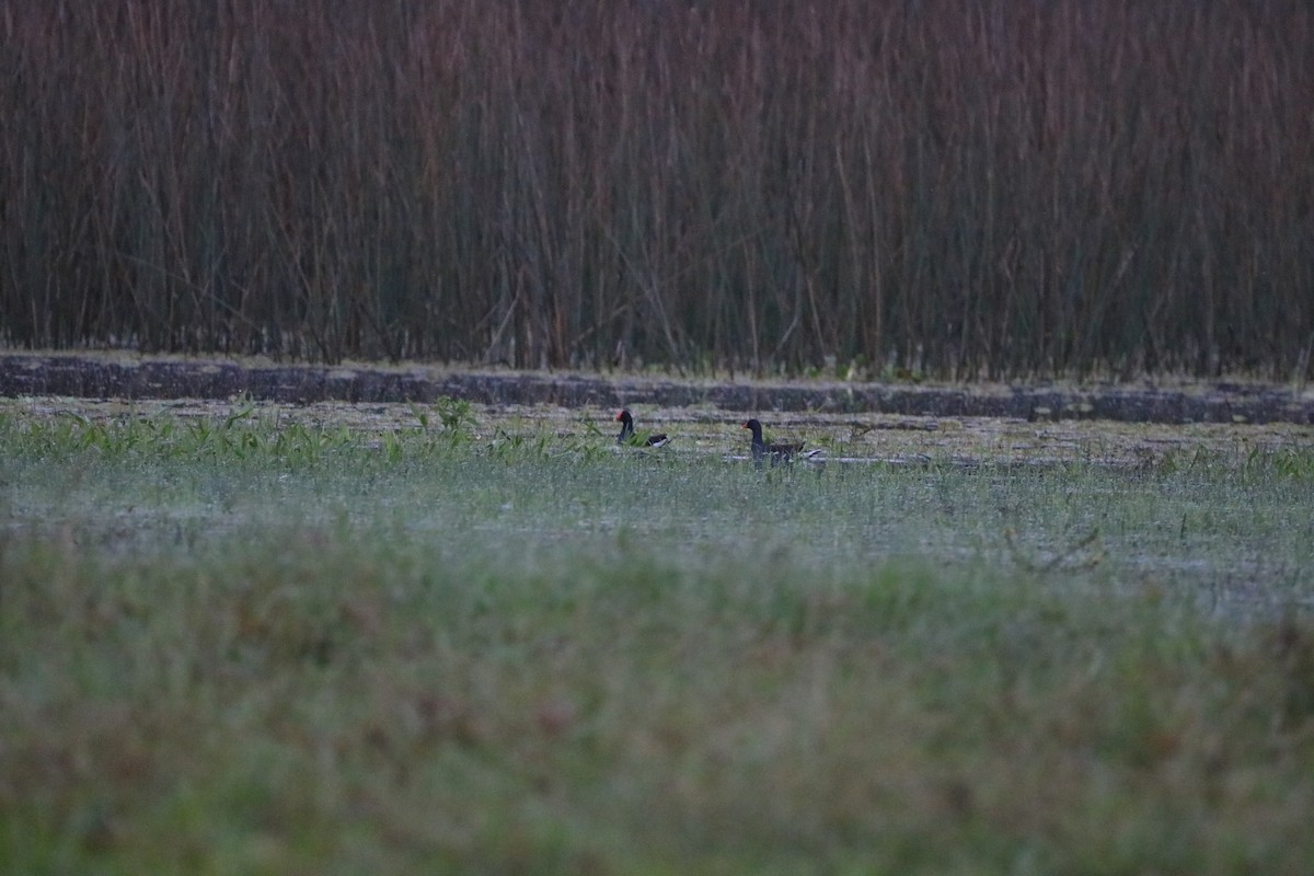 Common Gallinule - ML618957292