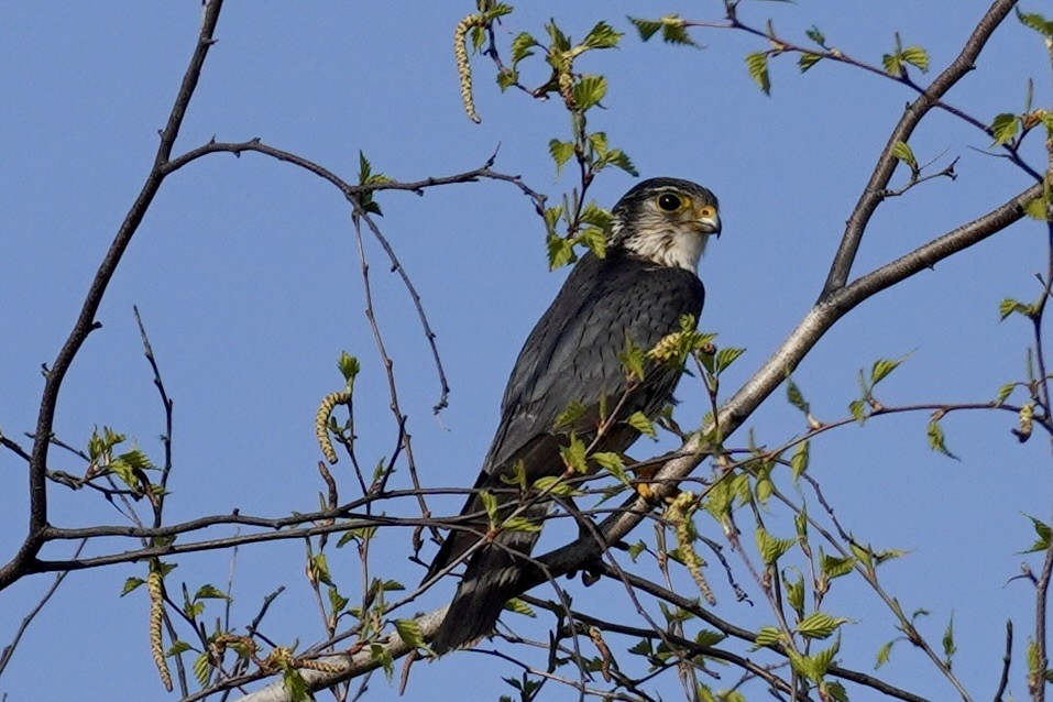 Merlin - Terry Bohling