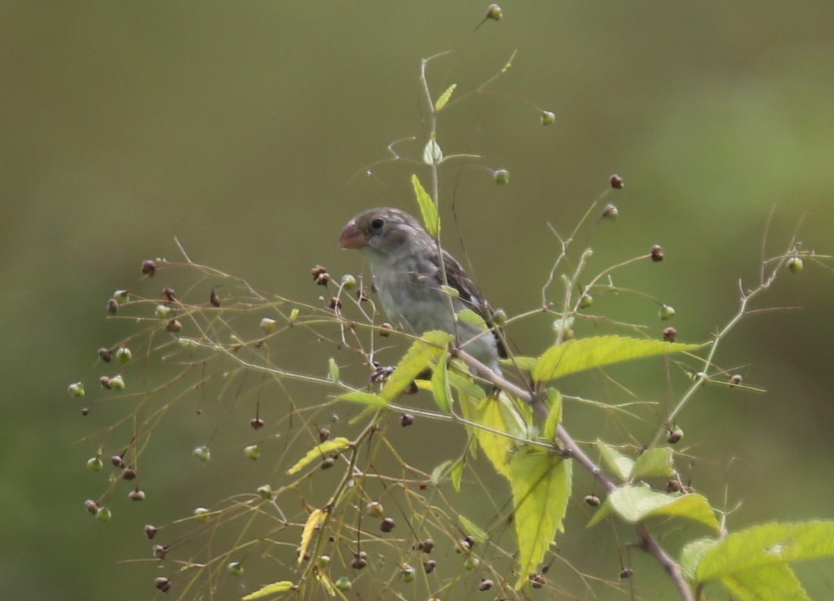 Drab Seedeater - Desmond Allen