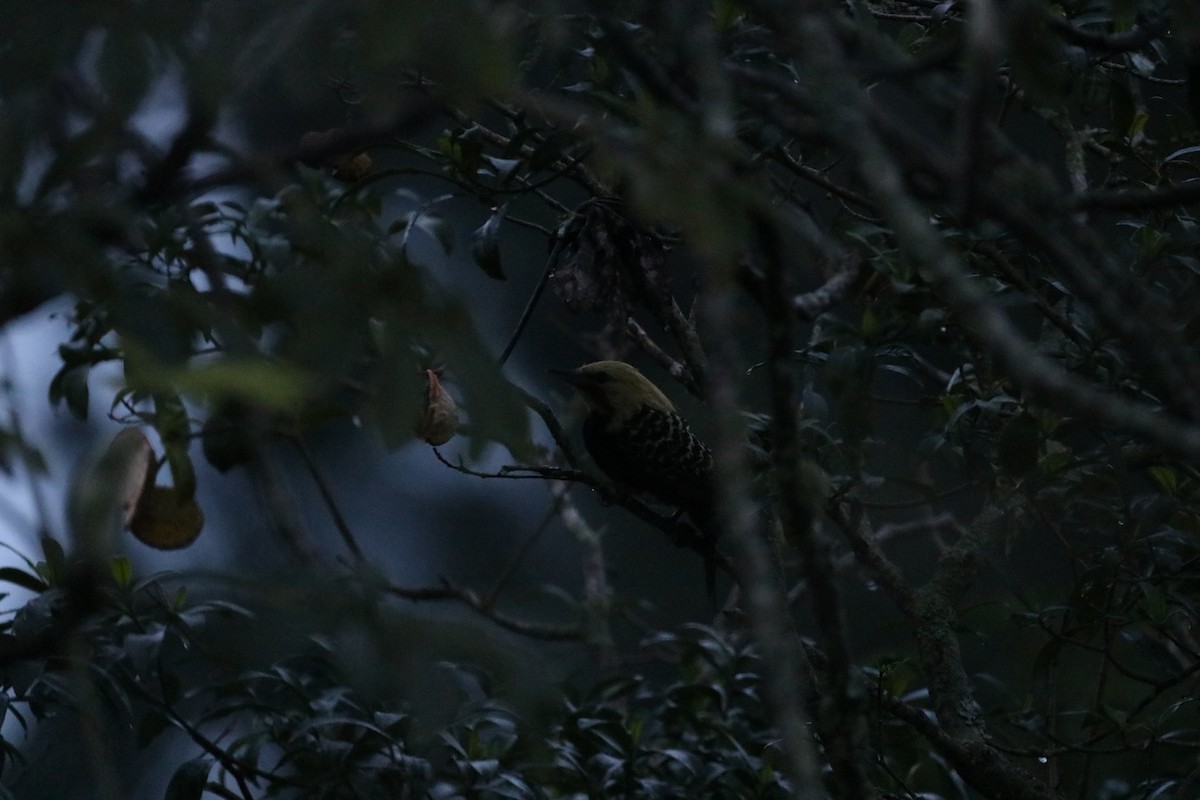 Blond-crested Woodpecker - Henrique Ressel