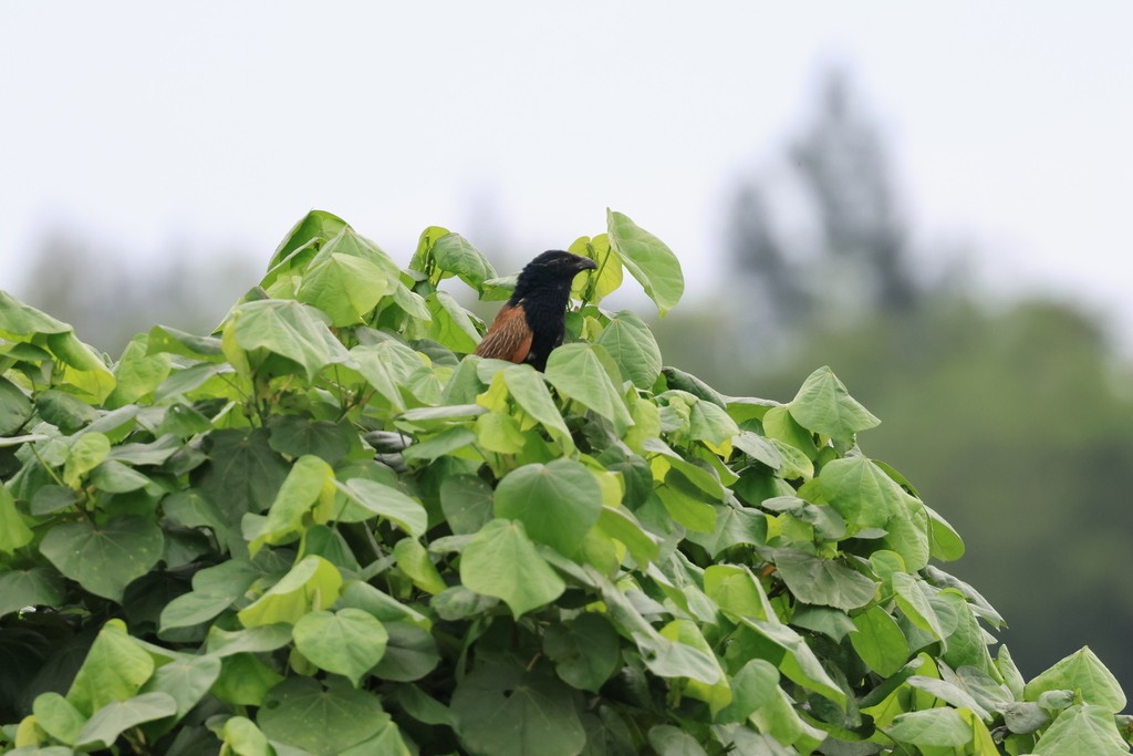 Lesser Coucal - 一起 呂