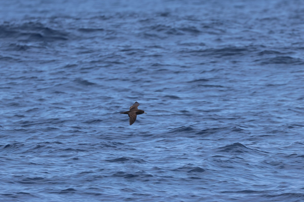 Flesh-footed Shearwater - Chi-Hsuan Shao