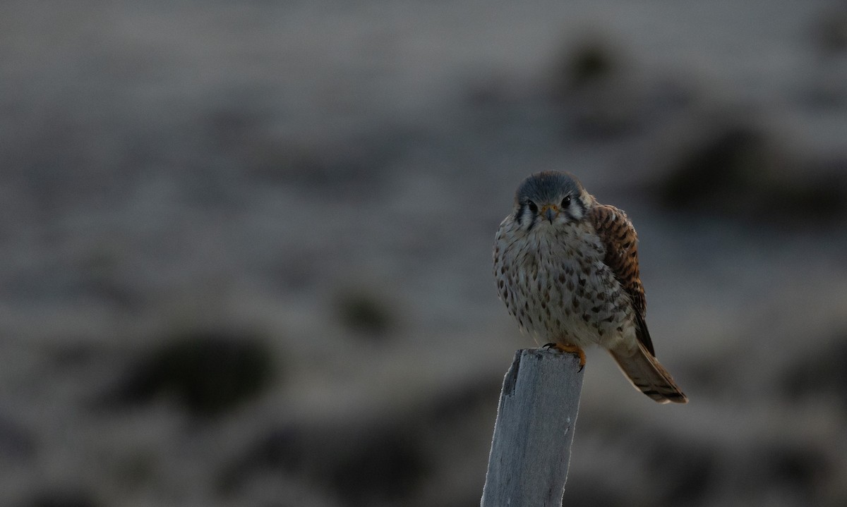 American Kestrel (South American) - Santiago Imberti