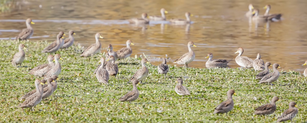 Yellow-billed Pintail - ML618957385