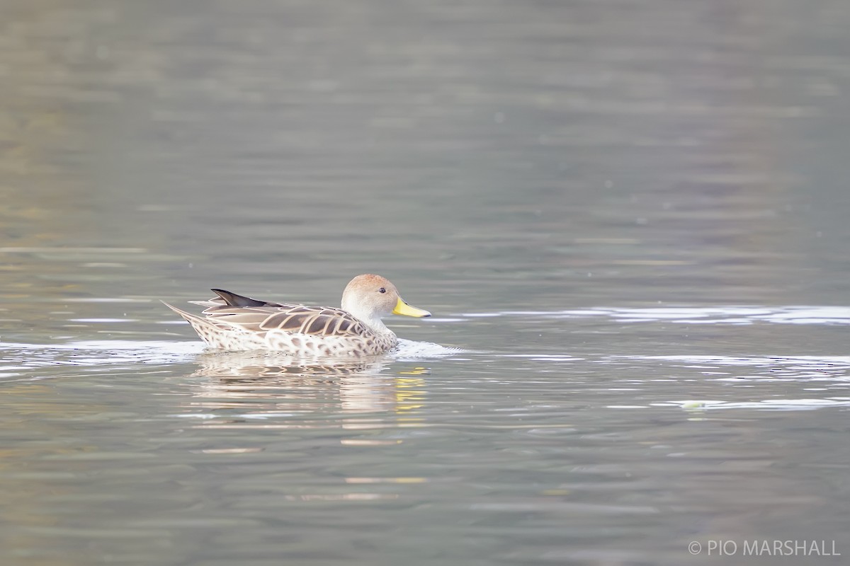 Yellow-billed Pintail - ML618957386