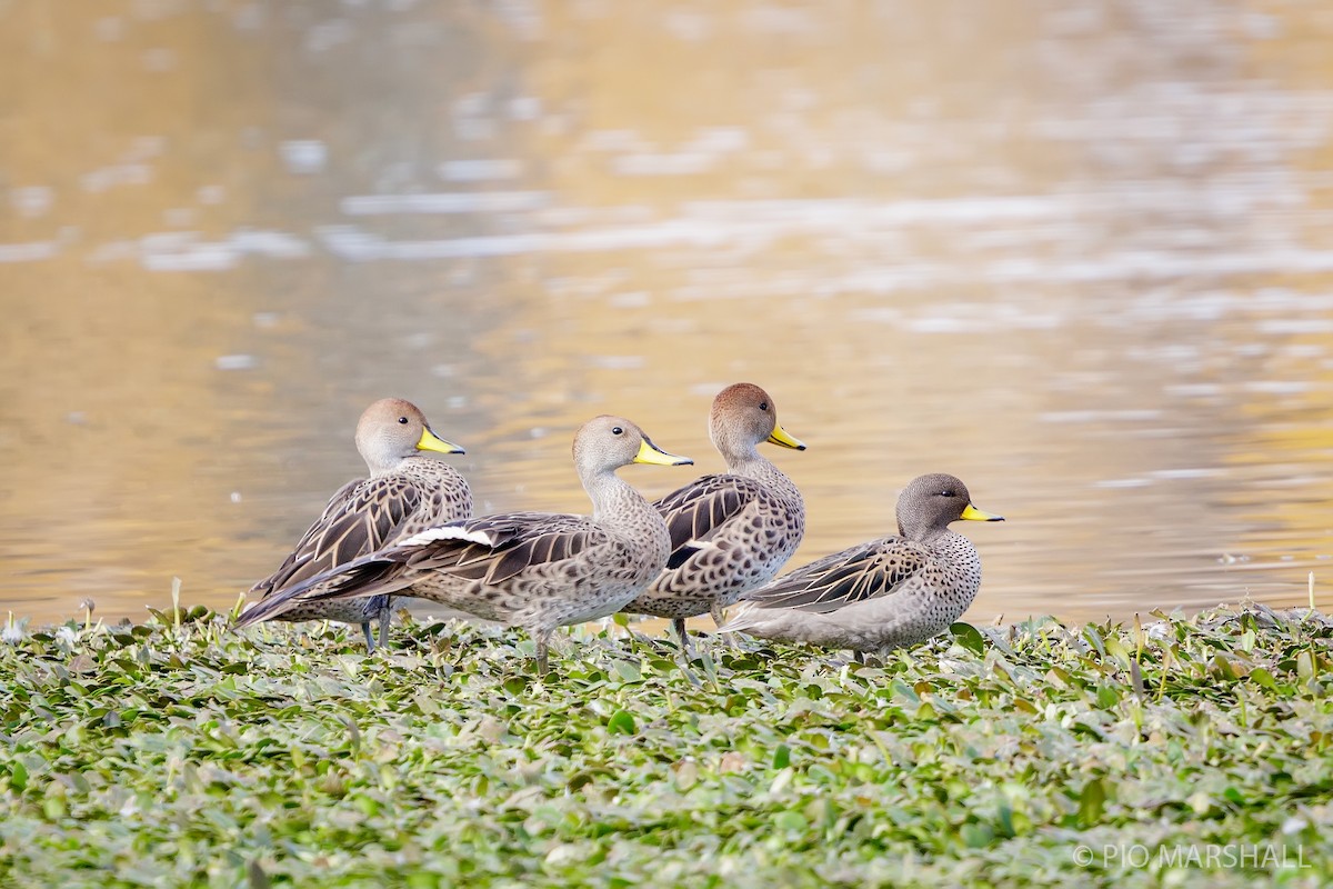 Yellow-billed Pintail - ML618957389