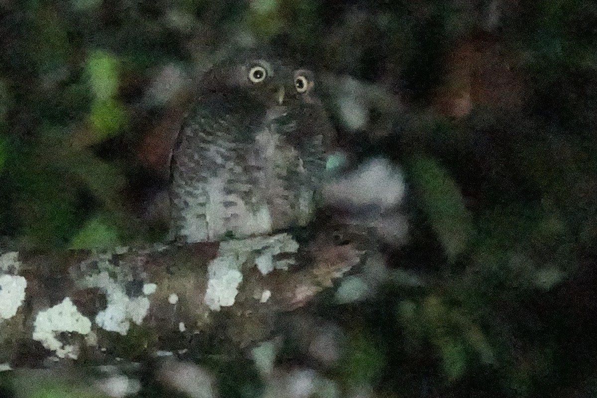Jungle Owlet - Sundar Muruganandhan