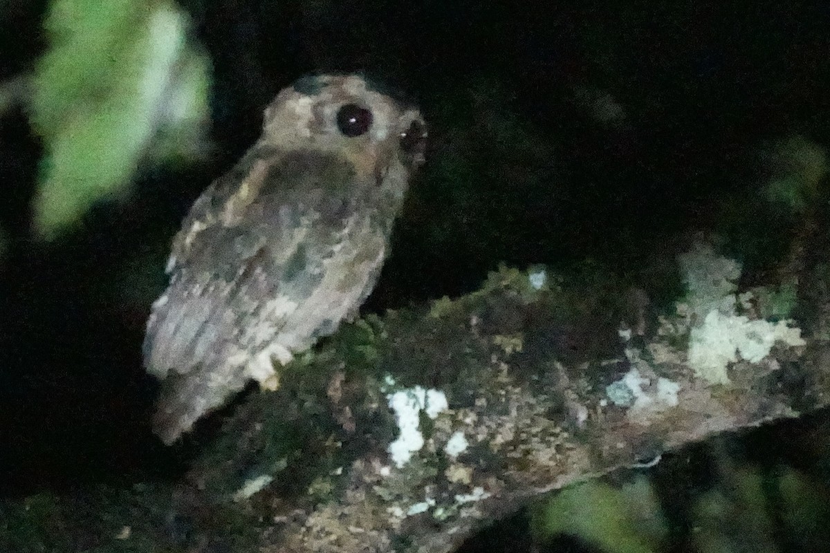 Indian Scops-Owl - Sundar Muruganandhan