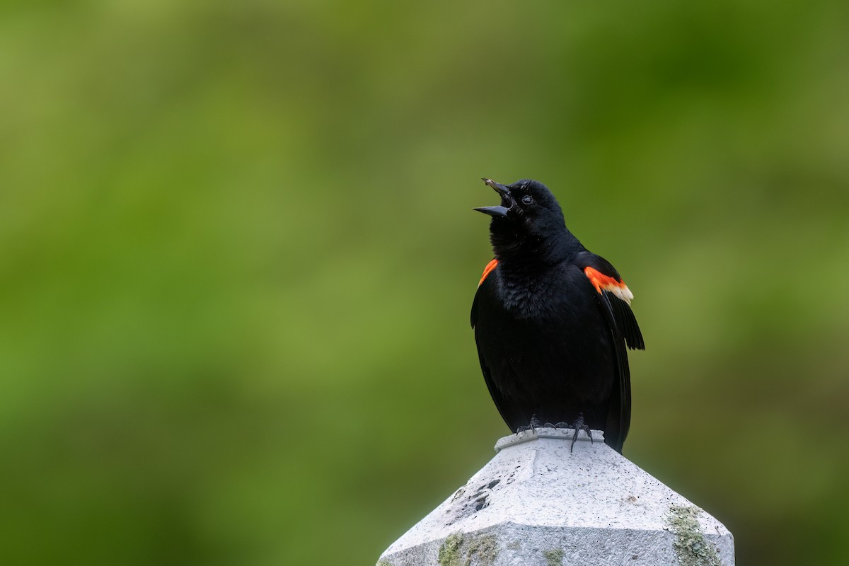Red-winged Blackbird - Steve Rappaport