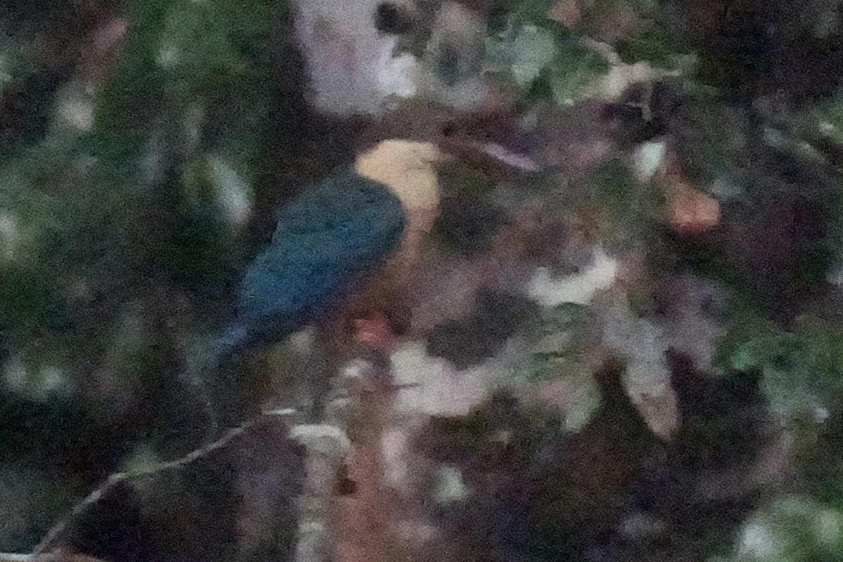 Stork-billed Kingfisher - ML618957444