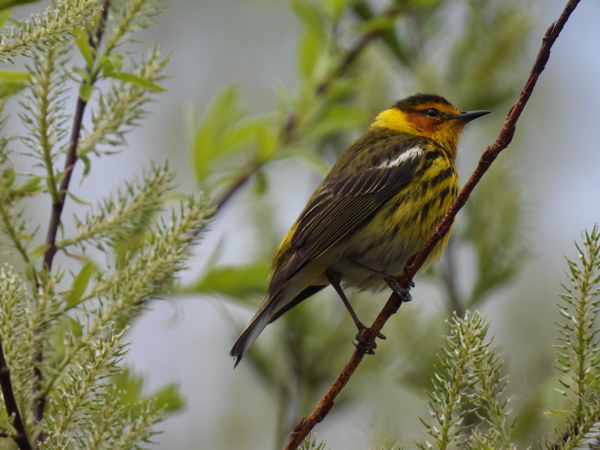 Cape May Warbler - ML618957449