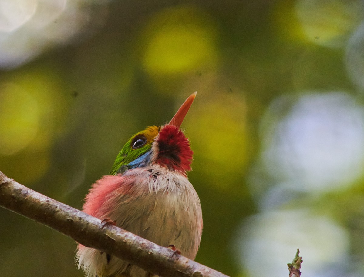 Cuban Tody - Sorahabell Orduño