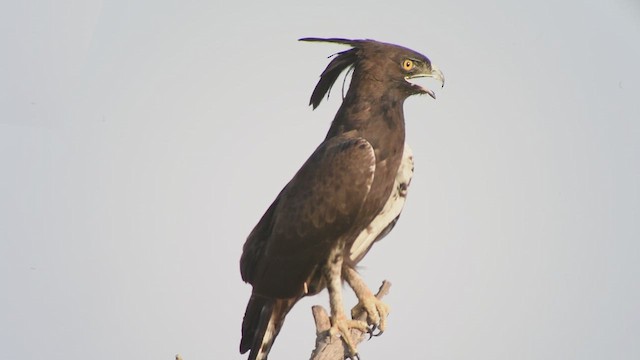 Long-crested Eagle - ML618957479