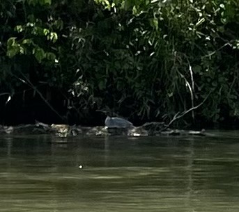 Крех великий - ML618957484