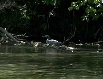 Крех великий - ML618957485