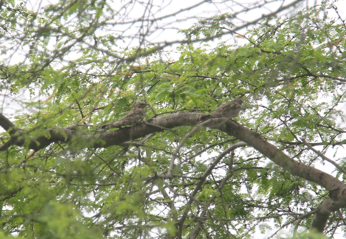 Lesser Nighthawk - Desmond Allen