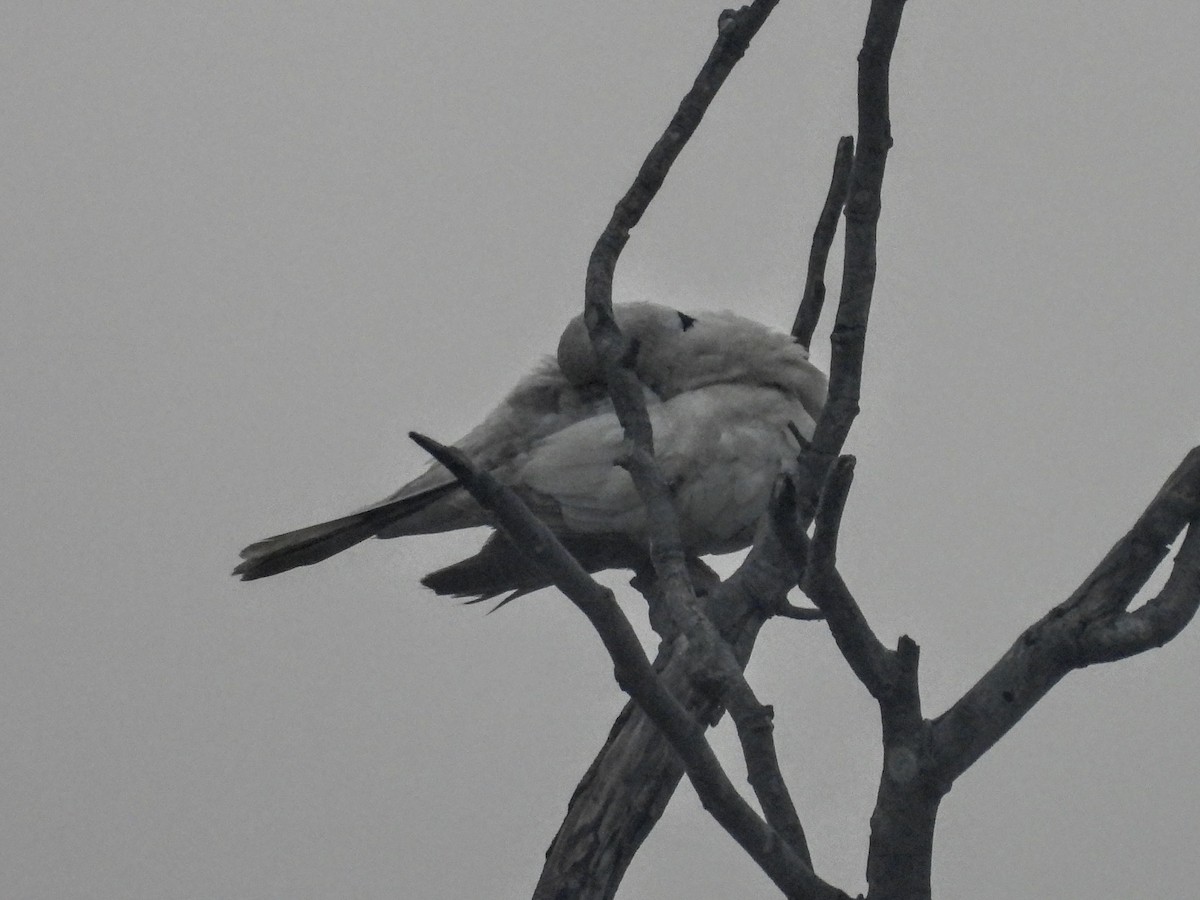 Eurasian/African Collared-Dove - Warren Regelmann