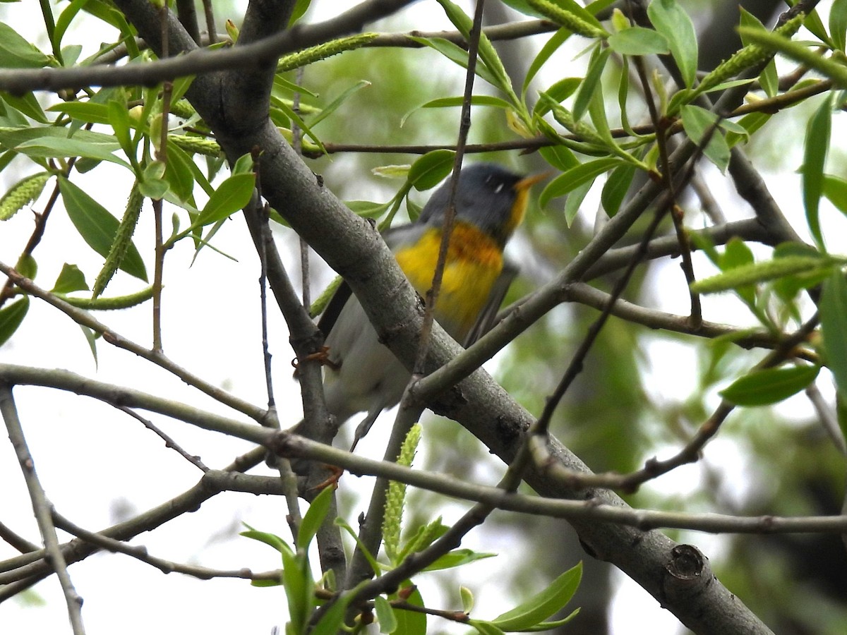 Northern Parula - ML618957549