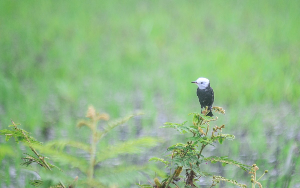 White-headed Marsh Tyrant - Leidy margarita Niño acevedo