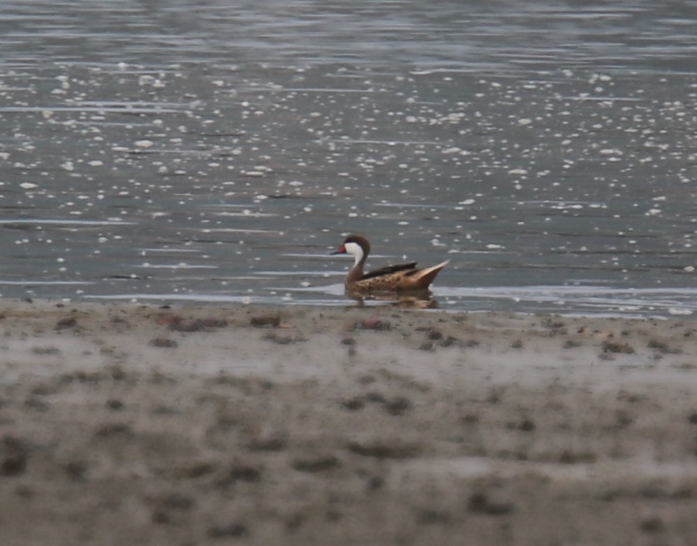 White-cheeked Pintail - ML618957565