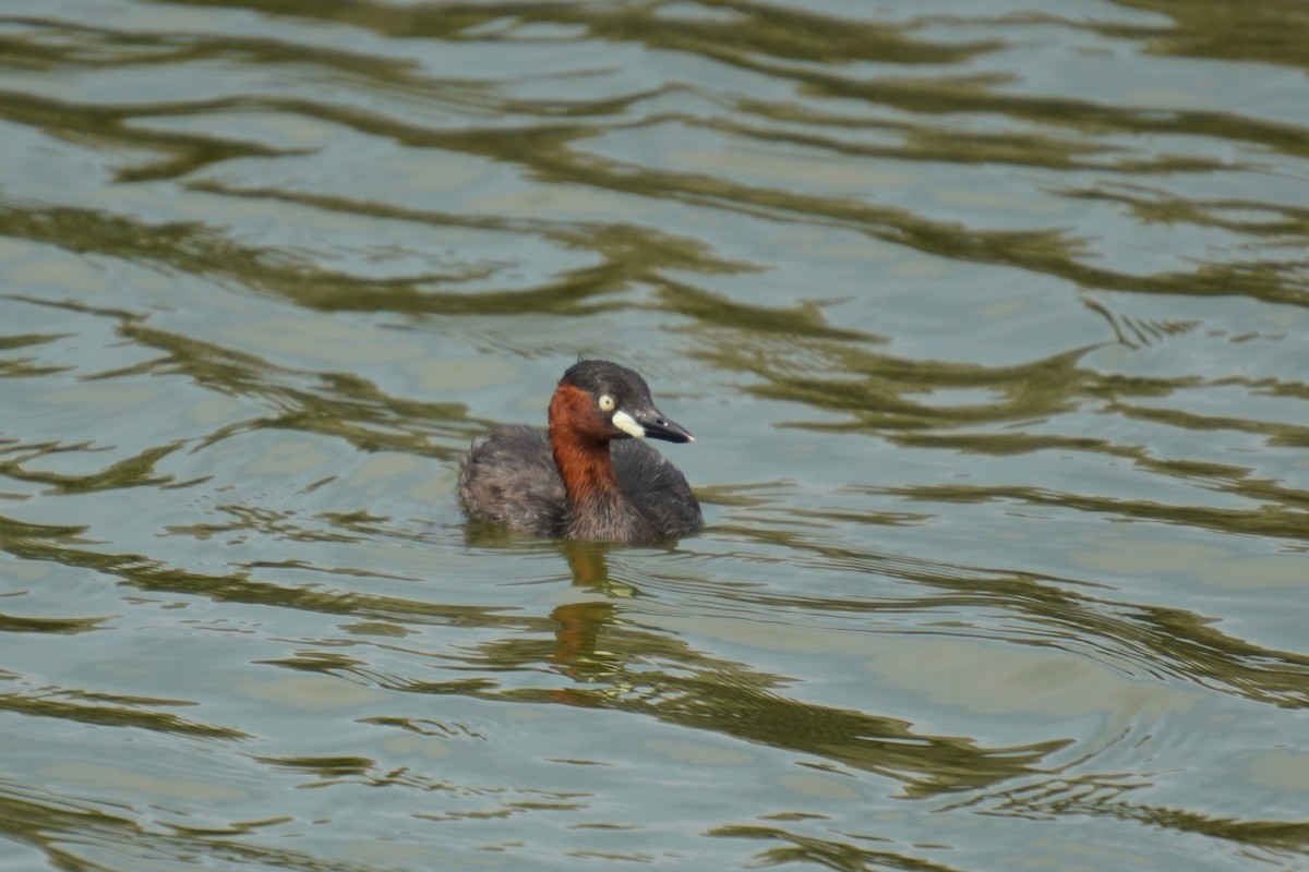 Little Grebe - ML618957589