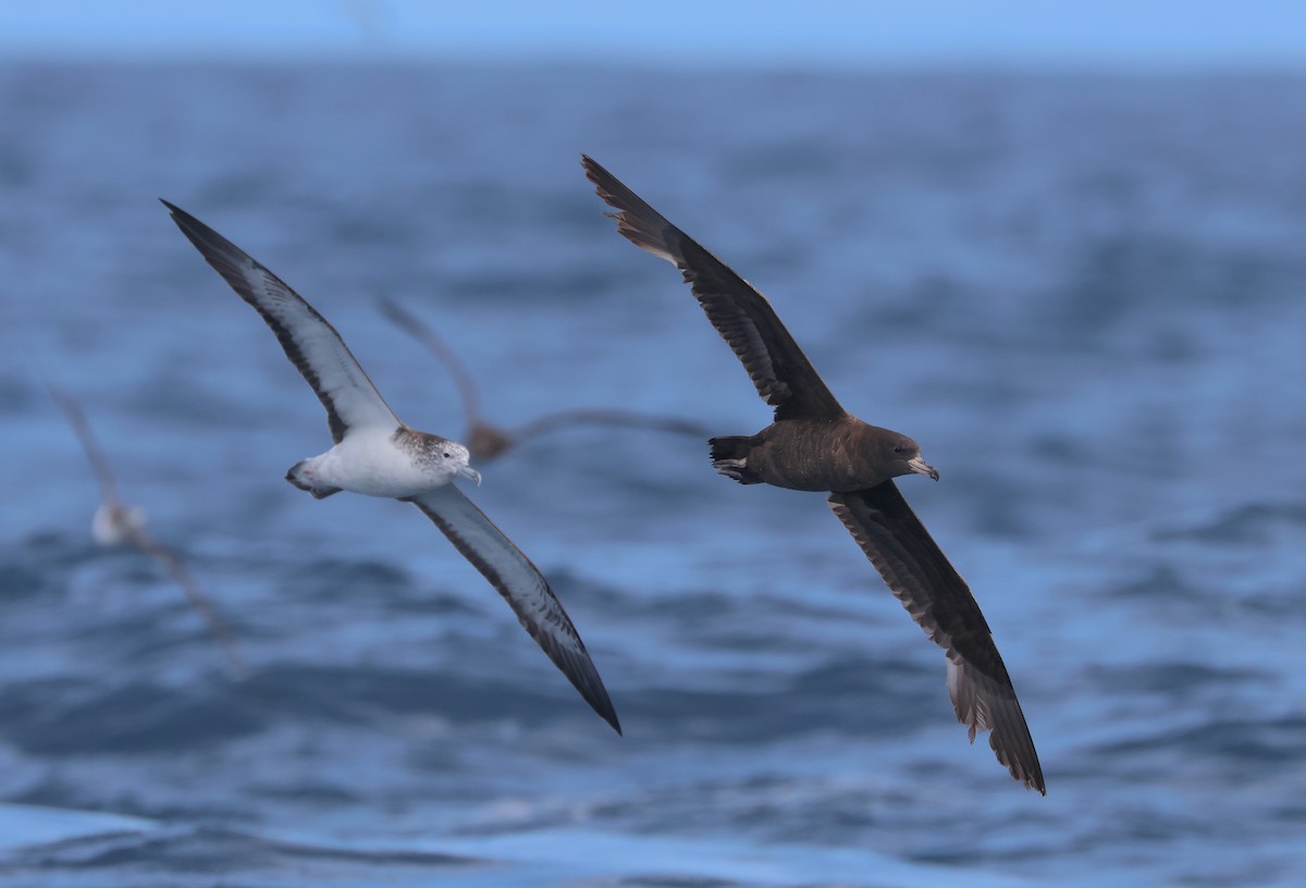 Flesh-footed Shearwater - Chi-Hsuan Shao