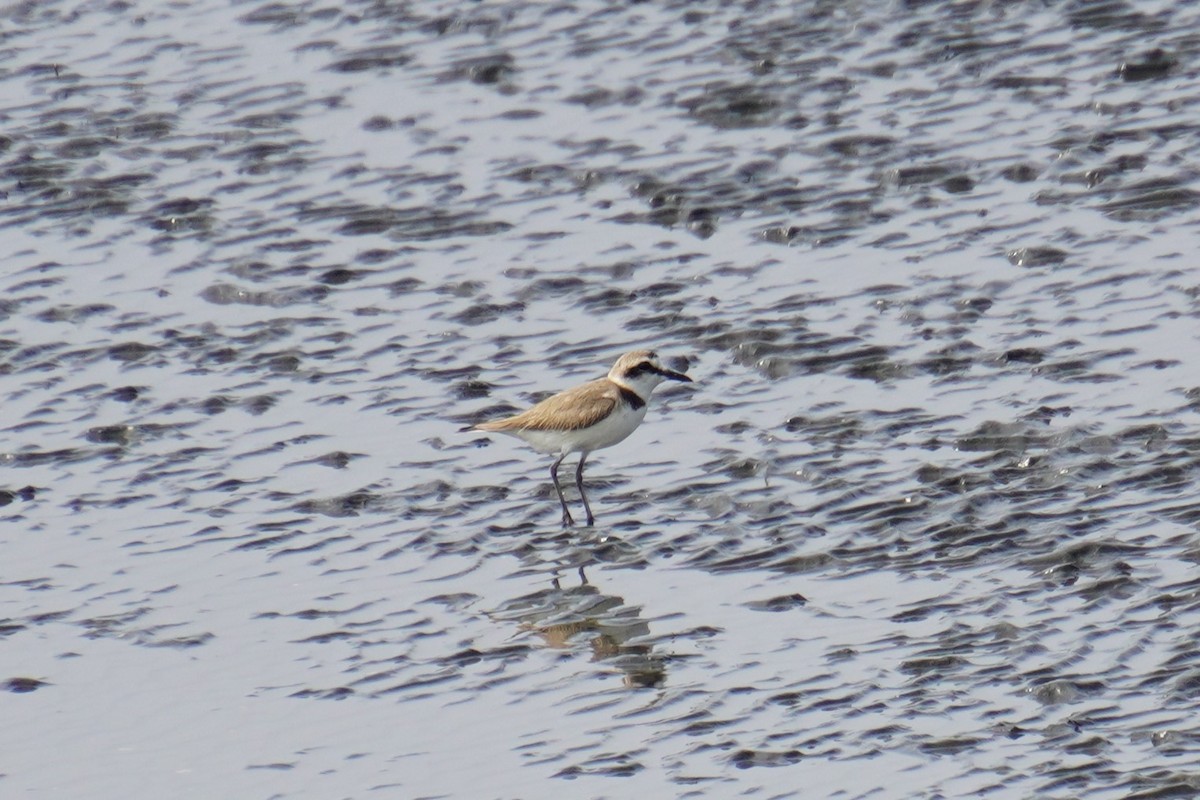 Kentish Plover - ML618957592