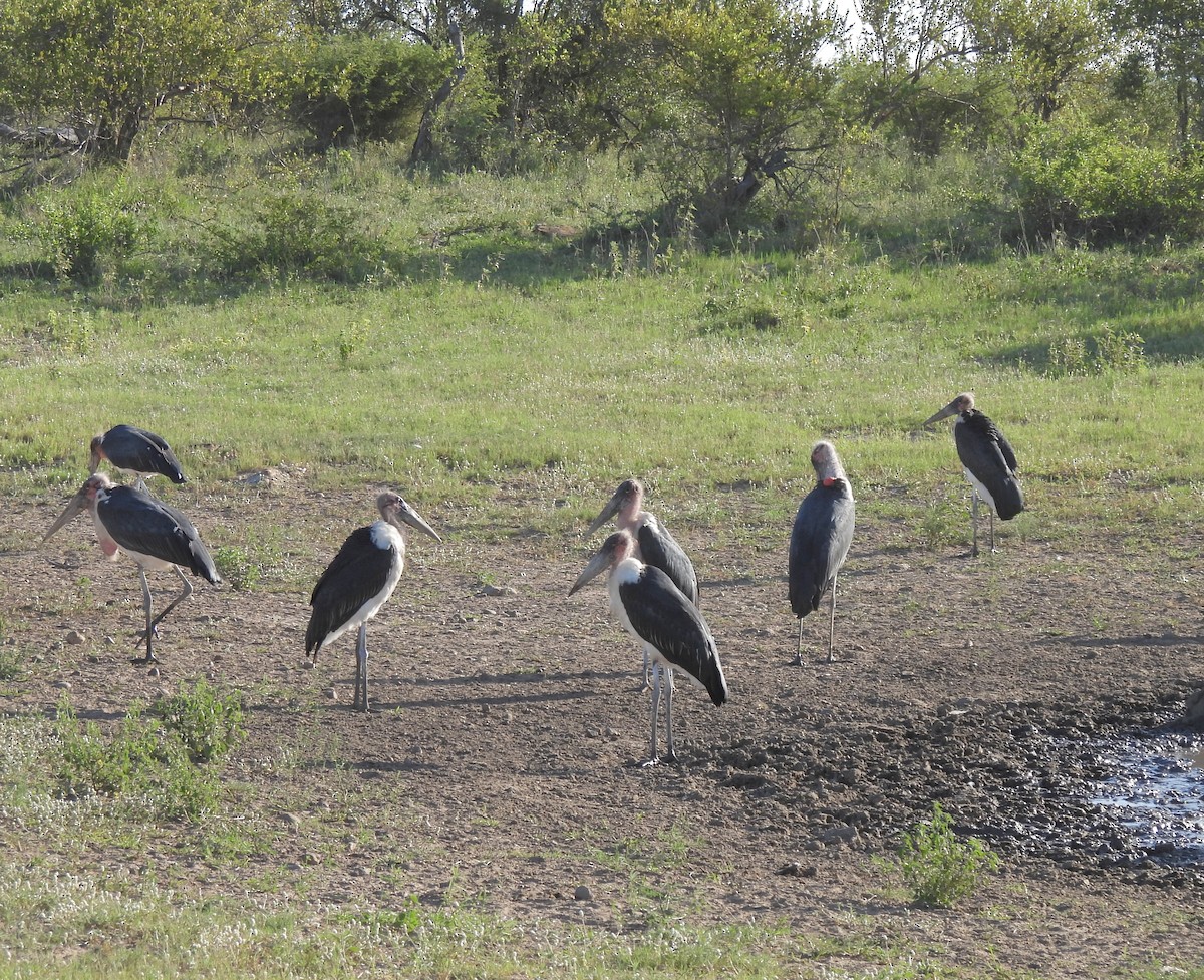 Marabou Stork - Hubert Söhner