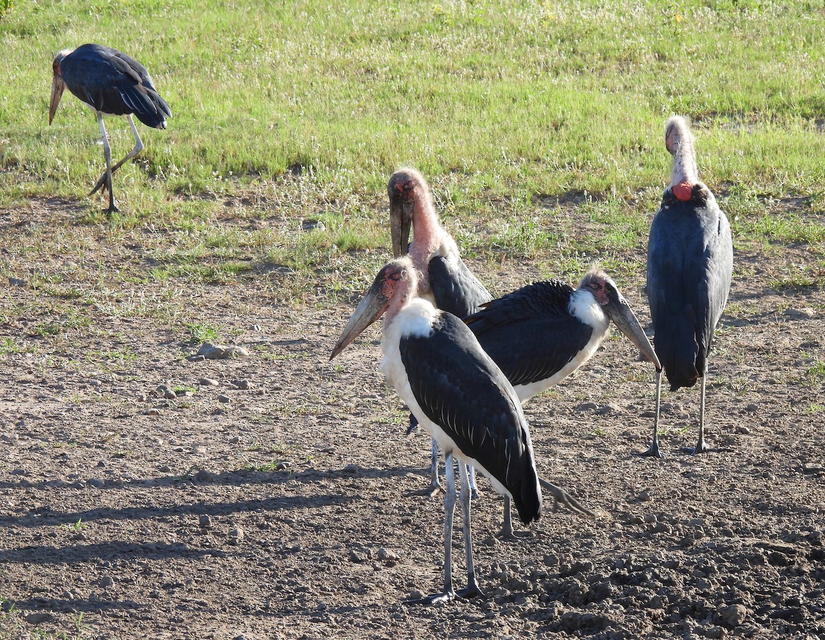 Marabou Stork - Hubert Söhner