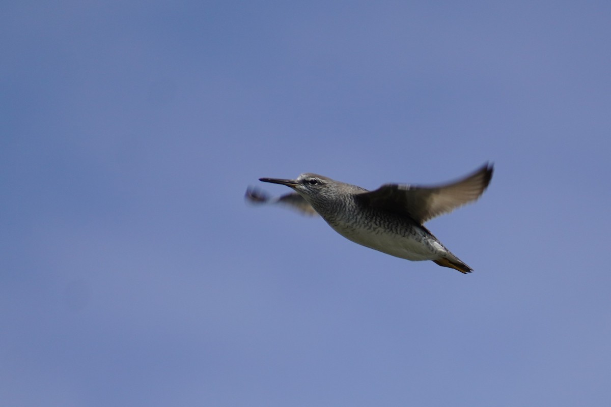 Gray-tailed Tattler - ML618957597