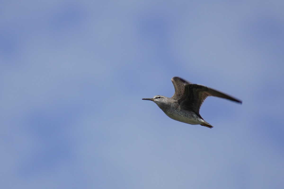 Gray-tailed Tattler - ML618957598